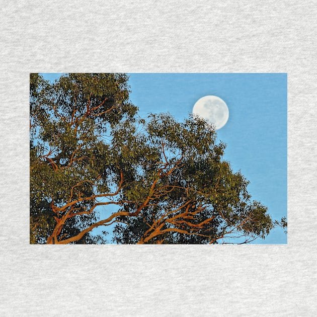 Reaching to the Moon - Adelaide Hills - Fleurieu Peninsula - Australia by MagpieSprings